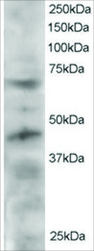 Anti-TERF1/PIN2 antibody produced in goat affinity isolated antibody, buffered aqueous solution