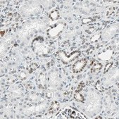Anti-GATA2 antibody produced in rabbit Prestige Antibodies&#174; Powered by Atlas Antibodies, affinity isolated antibody, buffered aqueous glycerol solution