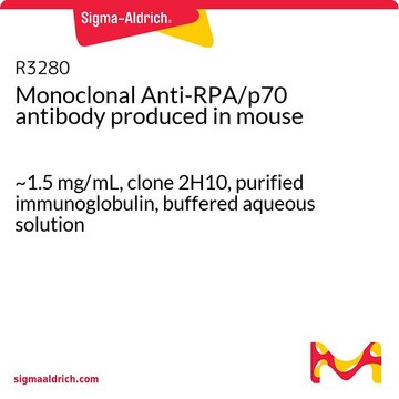 Monoclonal Anti-RPA/p70 antibody produced in mouse ~1.5&#160;mg/mL, clone 2H10, purified immunoglobulin, buffered aqueous solution