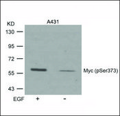 Anti-phospho-MYC (pSer373) antibody produced in rabbit affinity isolated antibody