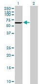 Anti-CES2 antibody produced in mouse purified immunoglobulin, buffered aqueous solution
