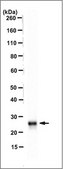 Anti-Rab5A Antibody, clone 7D8.1 clone 7D8.1, from mouse
