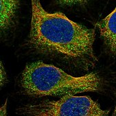 Anti-C14orf159 antibody produced in rabbit Prestige Antibodies&#174; Powered by Atlas Antibodies, affinity isolated antibody, buffered aqueous glycerol solution