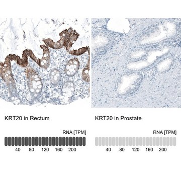 Monoclonal Anti-KRT20 antibody produced in mouse Prestige Antibodies&#174; Powered by Atlas Antibodies, clone CL9390, purified immunoglobulin, buffered aqueous glycerol solution