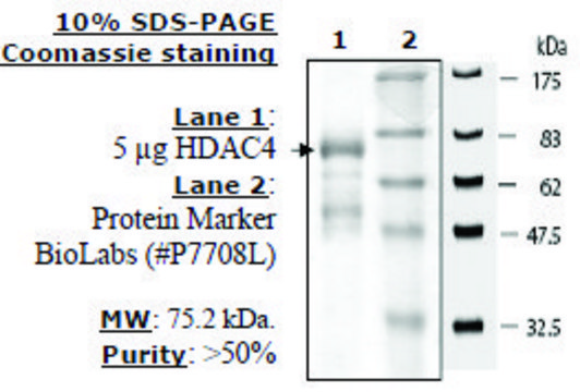 HDAC-4 human recombinant, expressed in baculovirus infected insect cells, &#8805;50% (SDS-PAGE)