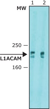 Anti-L1CAM antibody, Mouse monoclonal clone UJ127.11, purified from hybridoma cell culture