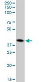 Anti-CTSD antibody produced in mouse purified immunoglobulin, buffered aqueous solution