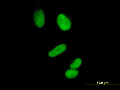 Anti-CCNH antibody produced in mouse purified immunoglobulin, buffered aqueous solution