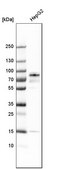 Anti-PNN antibody produced in rabbit Prestige Antibodies&#174; Powered by Atlas Antibodies, affinity isolated antibody, buffered aqueous glycerol solution