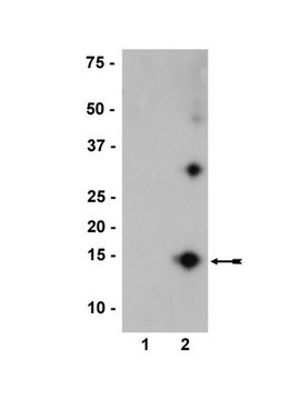 Anti-nitro-&#945;/&#946;-Synuclein Antibody, clone nSyn12 clone nSyn12, Upstate&#174;, from mouse