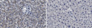 Anti-MRP2 Antibody, clone 1B2 ZooMAb&#174; Rabbit Monoclonal recombinant, expressed in HEK 293 cells
