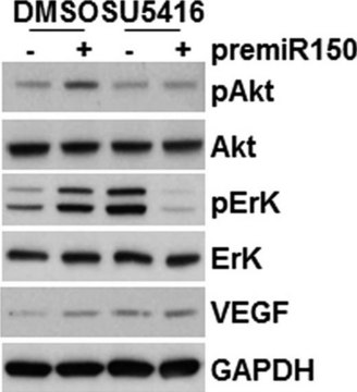 Monoclonal Anti-VEGF antibody produced in mouse clone 3F7, purified immunoglobulin, buffered aqueous solution