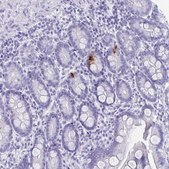 Anti-GIP antibody produced in rabbit Prestige Antibodies&#174; Powered by Atlas Antibodies, affinity isolated antibody, buffered aqueous glycerol solution