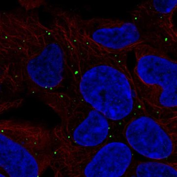 Anti-LRP1B antibody produced in rabbit Prestige Antibodies&#174; Powered by Atlas Antibodies, affinity isolated antibody, buffered aqueous glycerol solution