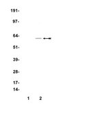 Anti-Myc Tag Antibody, clone 4A6, Alexa Fluor&#8482; 488 conjugate clone 4A6, Upstate&#174;, from mouse