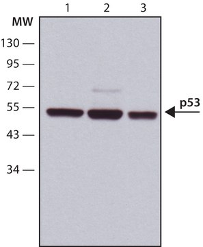 Anti-p53 antibody, Mouse monoclonal clone DO-1, purified from hybridoma cell culture