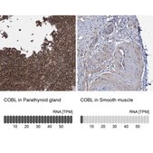 Anti-COBL antibody produced in rabbit Prestige Antibodies&#174; Powered by Atlas Antibodies, affinity isolated antibody, buffered aqueous glycerol solution, Ab2