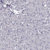 Anti-C6orf58 antibody produced in rabbit Prestige Antibodies&#174; Powered by Atlas Antibodies, affinity isolated antibody, buffered aqueous glycerol solution