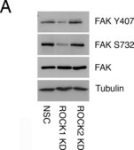 Anti-&#945;-Tubulin antibody, Mouse monoclonal clone DM1A, purified from hybridoma cell culture