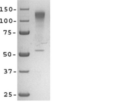 Sema3A Recombinant Protein