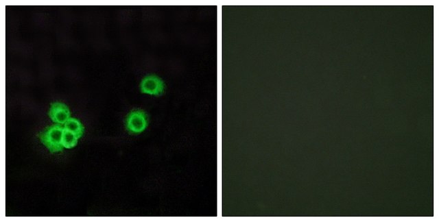 Anti-PEA15 antibody produced in rabbit affinity isolated antibody