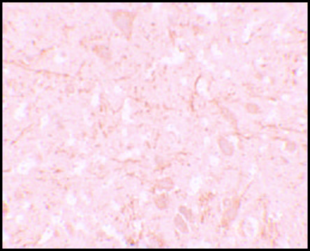 Anti-NALP12 antibody produced in rabbit affinity isolated antibody, buffered aqueous solution