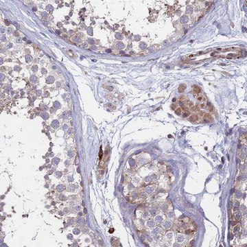 Anti-TMBIM6 antibody produced in rabbit Prestige Antibodies&#174; Powered by Atlas Antibodies, affinity isolated antibody, buffered aqueous glycerol solution