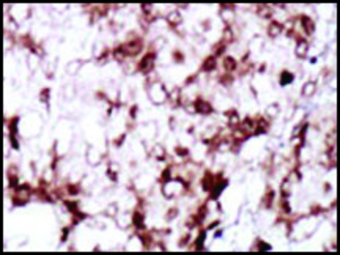 Anti-PCK2 (C-term) antibody produced in rabbit IgG fraction of antiserum, buffered aqueous solution