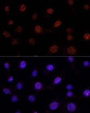 Anti-GLI2 antibody produced in rabbit