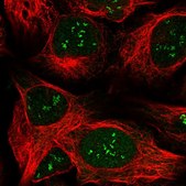 Anti-LPIN1 antibody produced in rabbit Prestige Antibodies&#174; Powered by Atlas Antibodies, affinity isolated antibody, buffered aqueous glycerol solution