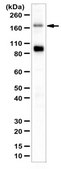 Anti-nNOS/NOS I Antibody 0.5&#160;mg/mL, from rabbit