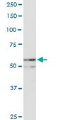 Anti-NUP54 antibody produced in rabbit purified immunoglobulin, buffered aqueous solution
