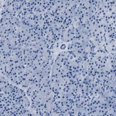 Anti-IMPG2 antibody produced in rabbit Prestige Antibodies&#174; Powered by Atlas Antibodies, affinity isolated antibody