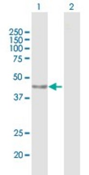 Anti-PARP15 antibody produced in mouse purified immunoglobulin, buffered aqueous solution