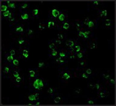 Anti-TLR10 antibody produced in rabbit affinity isolated antibody, buffered aqueous solution