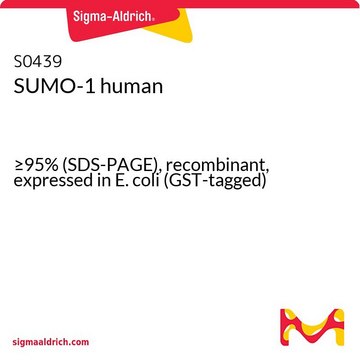 SUMO-1 human &#8805;95% (SDS-PAGE), recombinant, expressed in E. coli (GST-tagged)