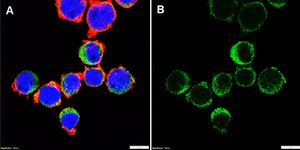 Anti-FasL/CD178 Antibody, clone 2O22 ZooMAb&#174; Rabbit Monoclonal recombinant, expressed in HEK 293 cells