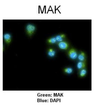 Anti-MAK antibody produced in rabbit affinity isolated antibody