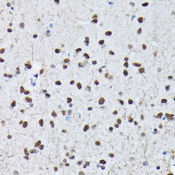 Anti-Phospho-c-Jun-S63 antibody produced in rabbit