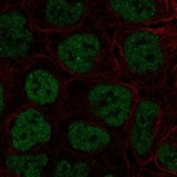 Anti-TBX3 antibody produced in rabbit Prestige Antibodies&#174; Powered by Atlas Antibodies, affinity isolated antibody, buffered aqueous glycerol solution