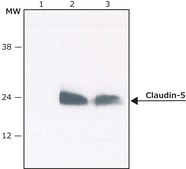 Anti-Claudin-5 (C-terminal) antibody produced in rabbit ~1.0&#160;mg/mL, affinity isolated antibody