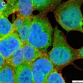Anti-CAM-cysteine Antibody, clone 52H11 ZooMAb&#174; Rabbit Monoclonal recombinant, expressed in HEK 293 cells