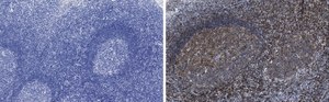 Anti-CD3e Antibody, clone 1H4, ZooMAb&#174; Rabbit Monoclonal recombinant, expressed in HEK 293 cells