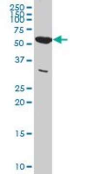 Monoclonal Anti-PKM2 antibody produced in mouse clone 5D2-3B3, ascites fluid