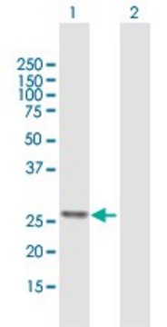 Anti-ATP5F1 antibody produced in mouse purified immunoglobulin, buffered aqueous solution