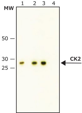 Anti-Casein Kinase 2&#946; antibody, Mouse monoclonal clone 6D5, purified from hybridoma cell culture