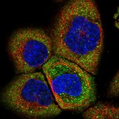 Anti-IGF2BP2 antibody produced in rabbit Prestige Antibodies&#174; Powered by Atlas Antibodies, affinity isolated antibody, buffered aqueous glycerol solution