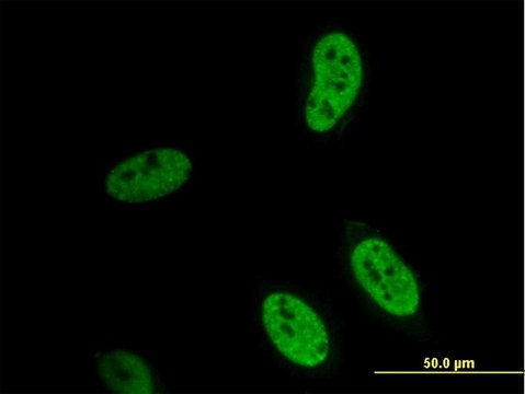 Monoclonal Anti-HEYL antibody produced in mouse clone 4A11, purified immunoglobulin, buffered aqueous solution
