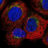 Anti-GRN antibody produced in rabbit Prestige Antibodies&#174; Powered by Atlas Antibodies, affinity isolated antibody, buffered aqueous glycerol solution