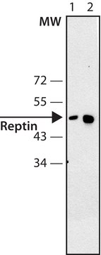 Anti-Reptin antibody, Mouse monoclonal clone 2E9-5, purified from hybridoma cell culture